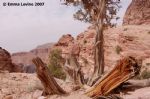 image of Jordan, Petra