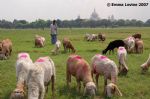 image of Kolkata - farmer and flock by Victoria Memorial